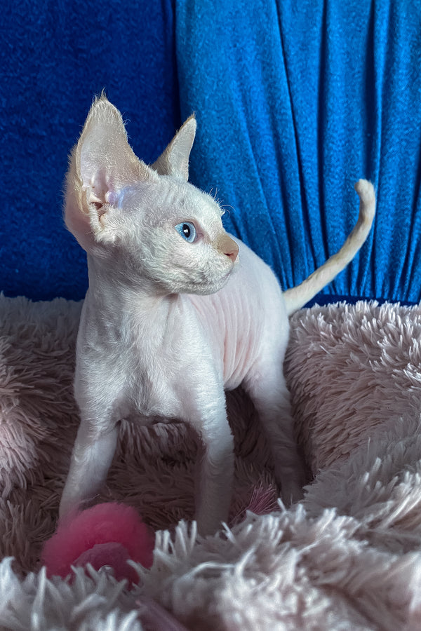 Michelle | Devon Rex Kitten