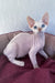 Michelle | Devon Rex Kitten