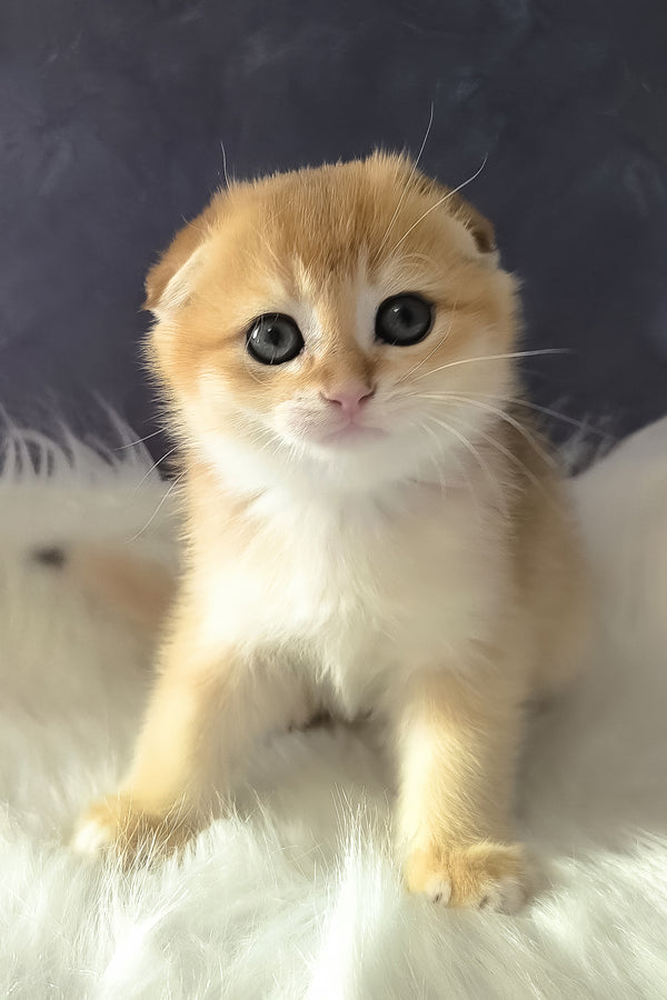 Mickey | Scottish Fold Kitten