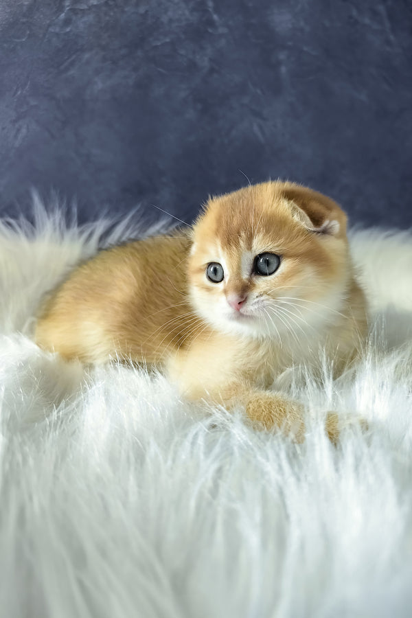 Mickey | Scottish Fold Kitten