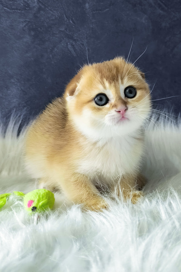 Mickey | Scottish Fold Kitten