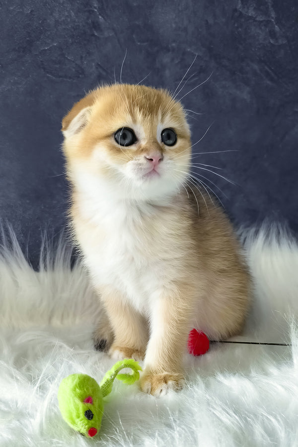 Mickey | Scottish Fold Kitten