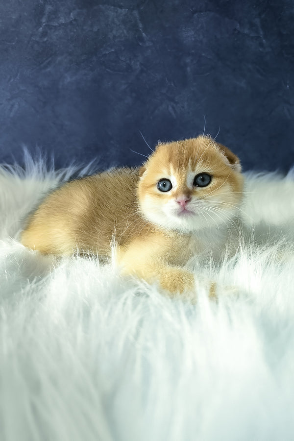 Mickey | Scottish Fold Kitten