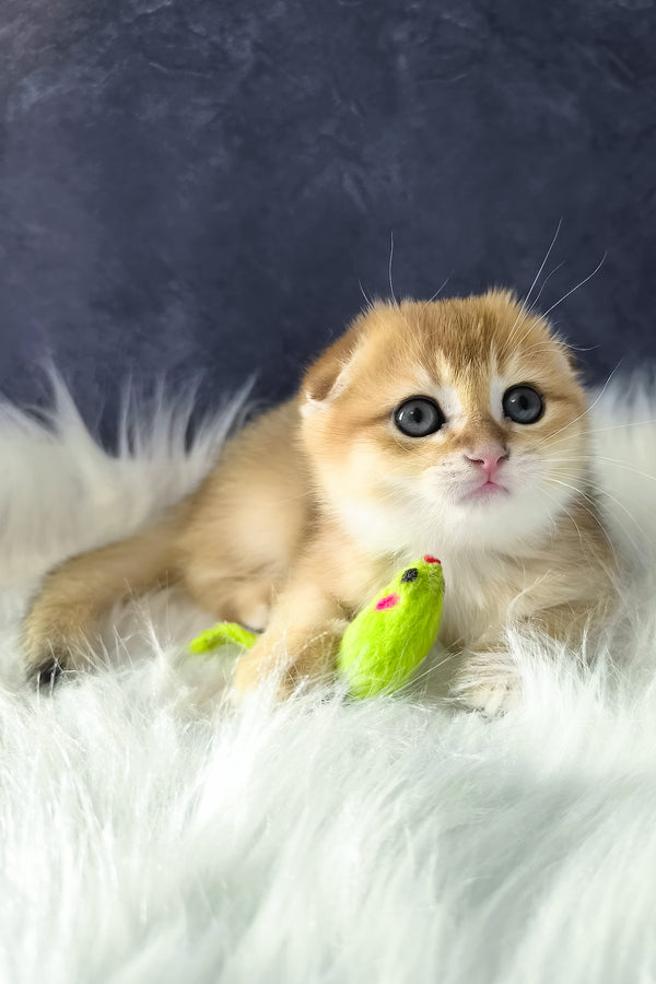 Mickey | Scottish Fold Kitten