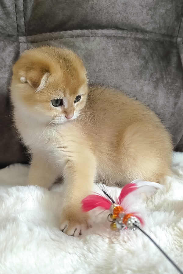 Mickey | Scottish Fold Kitten