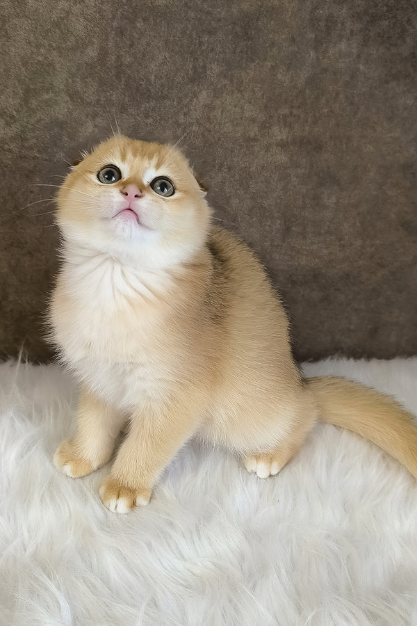 Mickey | Scottish Fold Kitten