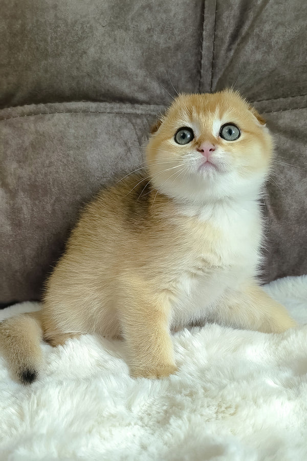 Mickey | Scottish Fold Kitten