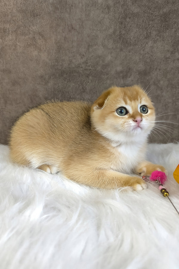 Mickey | Scottish Fold Kitten
