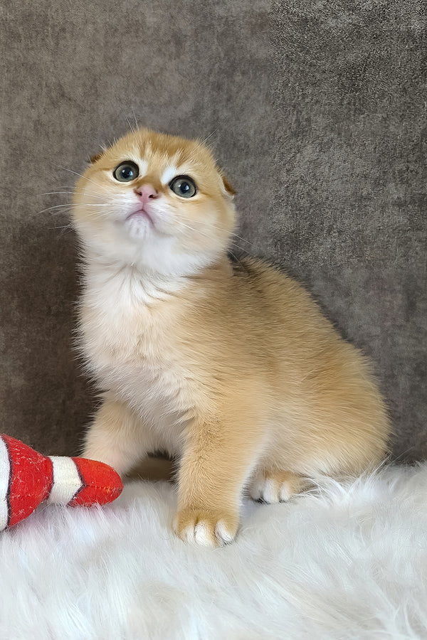 Mickey | Scottish Fold Kitten