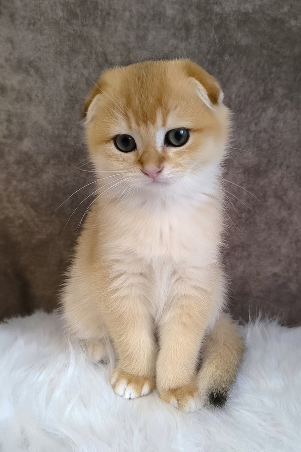 Mickey | Scottish Fold Kitten