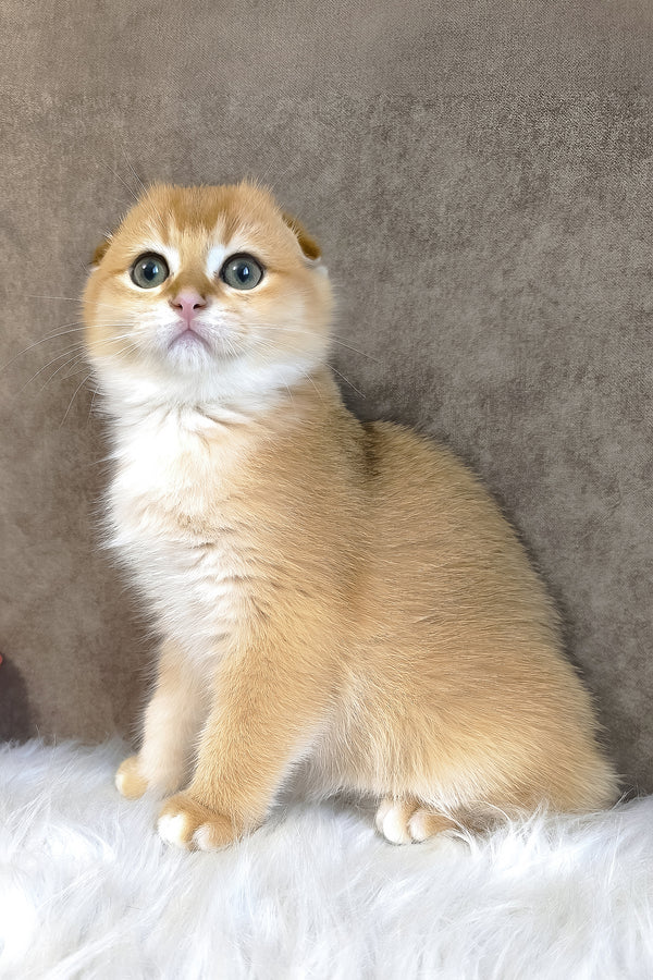 Mickey | Scottish Fold Kitten