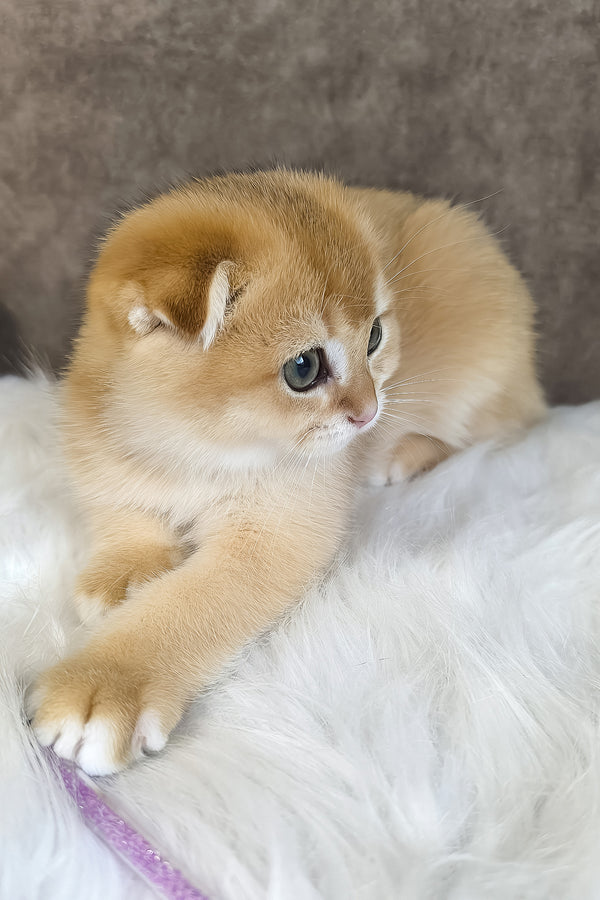 Mickey | Scottish Fold Kitten