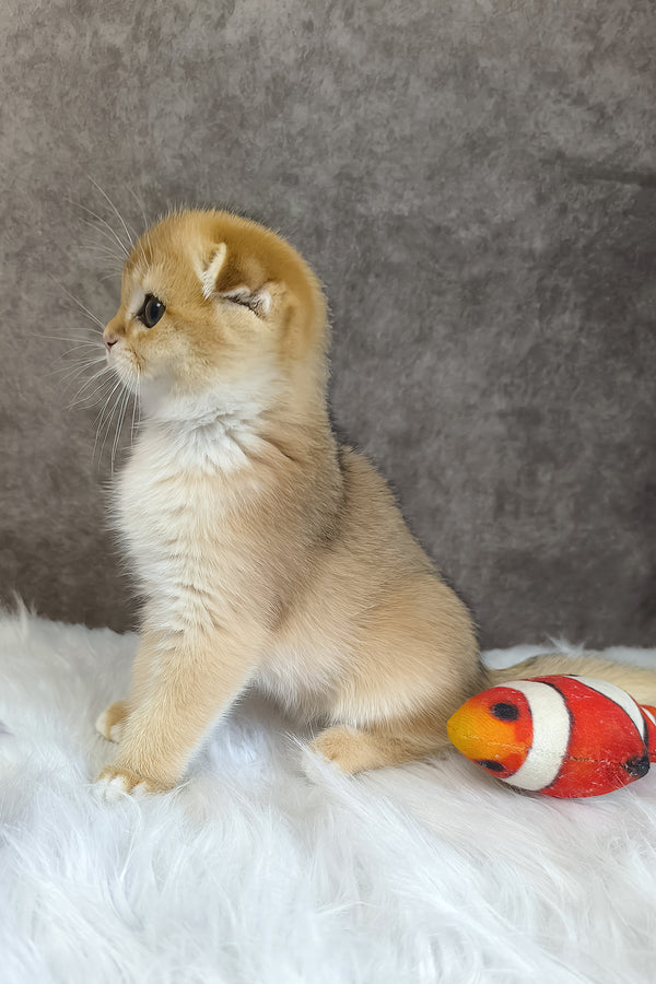 Mickey | Scottish Fold Kitten