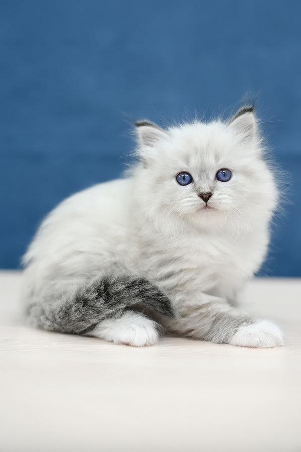 Midas | Siberian Kitten