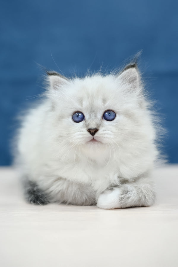 Midas | Siberian Kitten