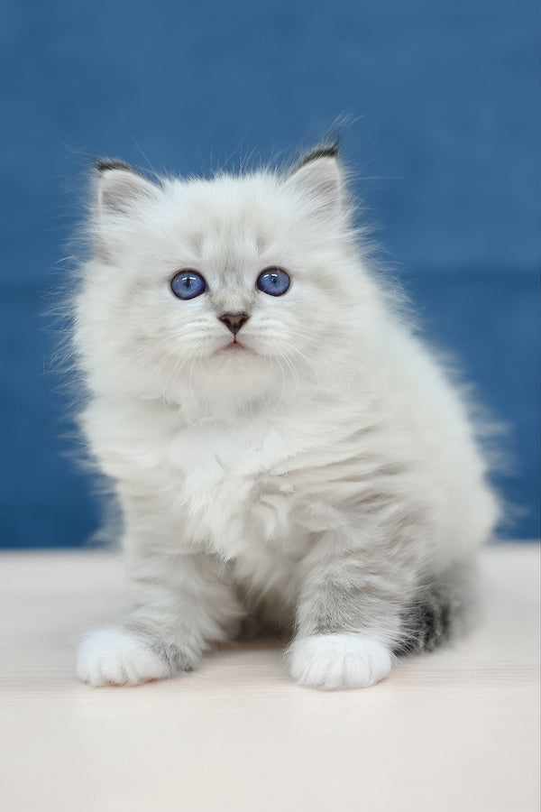 Midas | Siberian Kitten