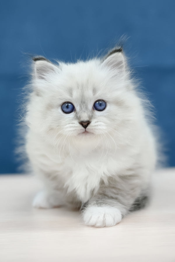 Midas | Siberian Kitten