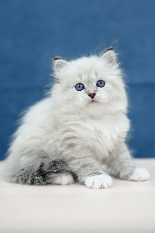 Midas | Siberian Kitten