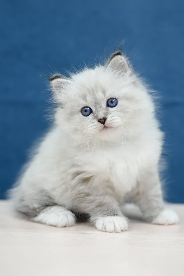 Midas | Siberian Kitten