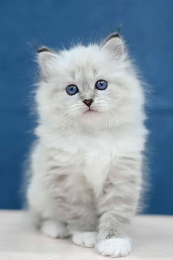 Midas | Siberian Kitten