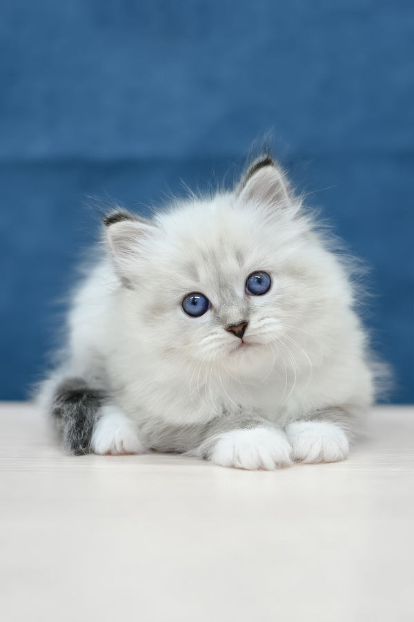Midas | Siberian Kitten