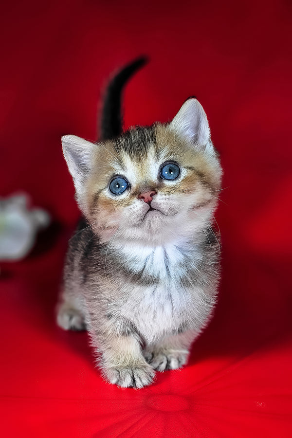 Mikaella | Munchkin Kitten
