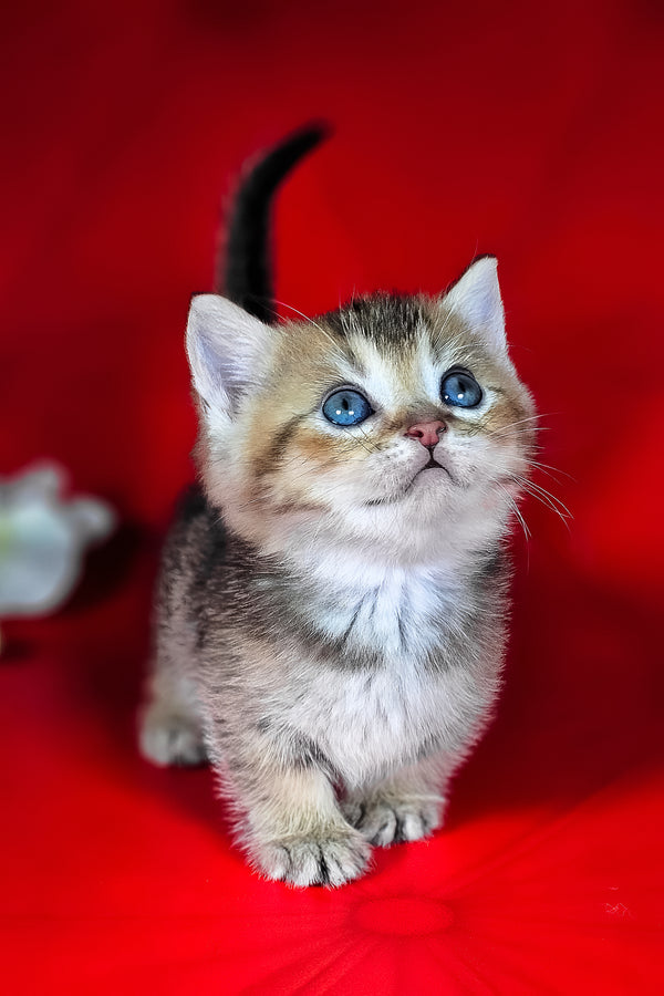 Mikaella | Munchkin Kitten