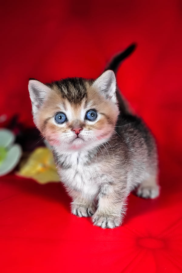 Mikaella | Munchkin Kitten