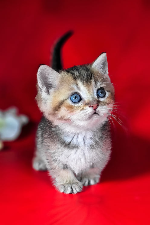 Mikaella | Munchkin Kitten