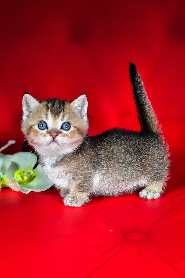 Mikaella | Munchkin Kitten
