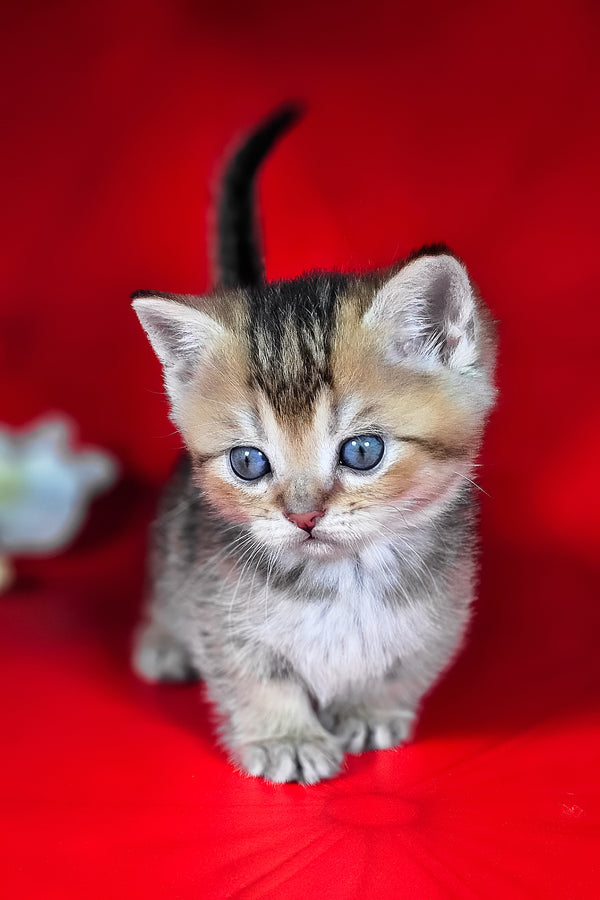 Mikaella | Munchkin Kitten
