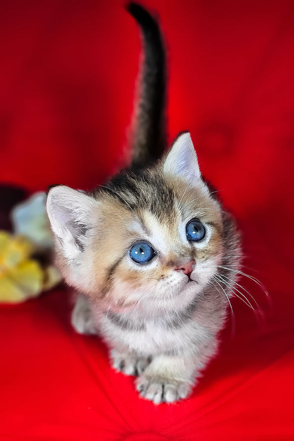 Mikaella | Munchkin Kitten