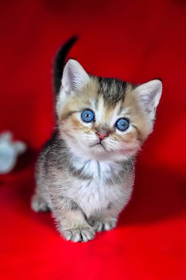 Mikaella | Munchkin Kitten
