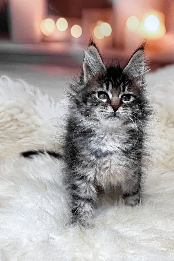 Mikki | Maine Coon Kitten
