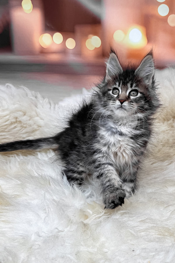 Mikki | Maine Coon Kitten