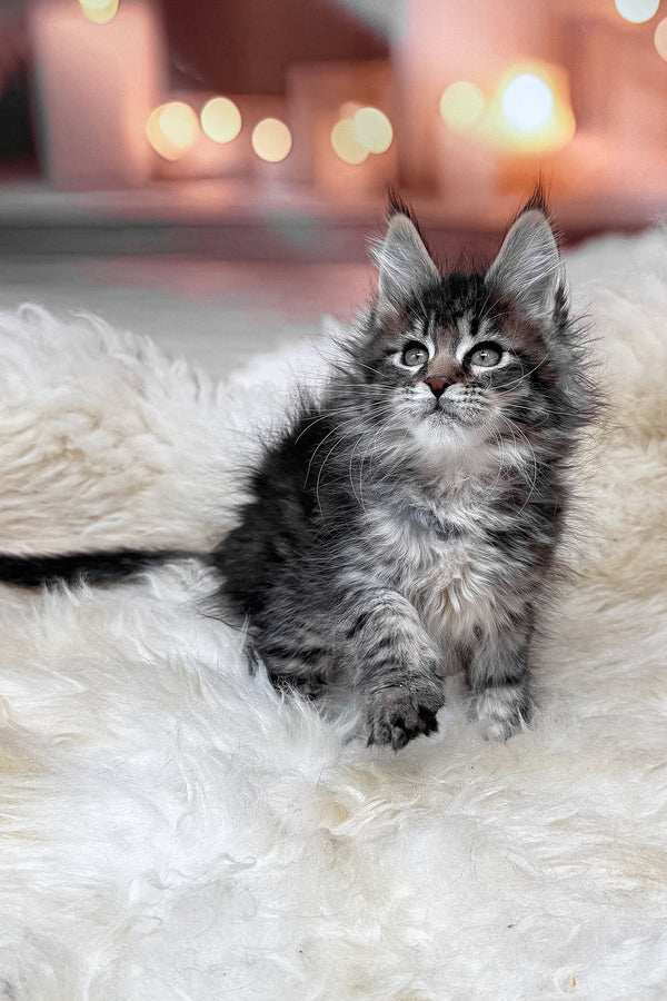 Mikki | Maine Coon Kitten