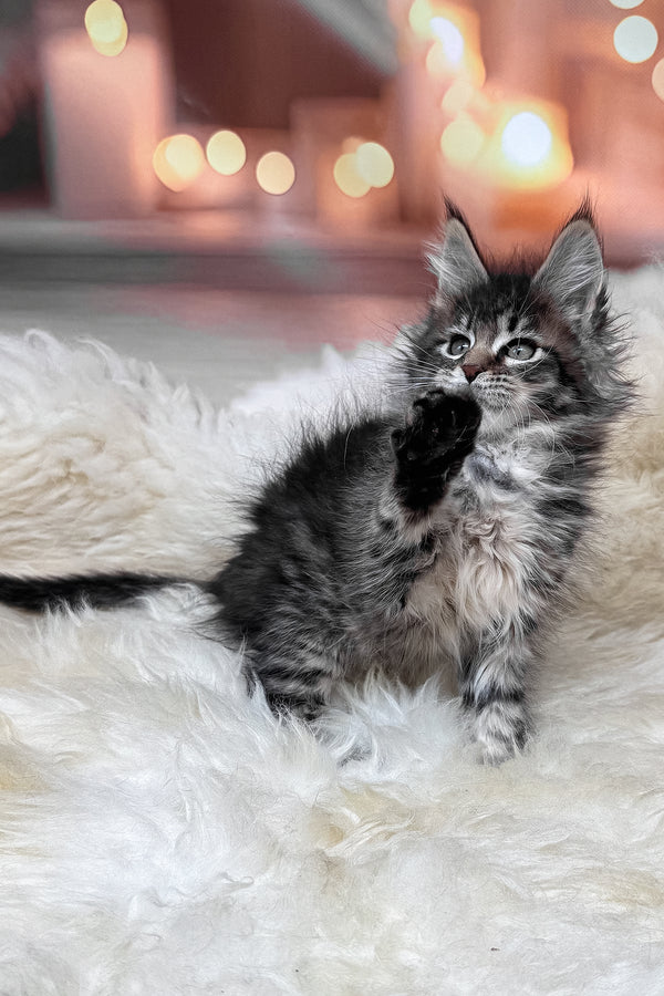 Mikki | Maine Coon Kitten