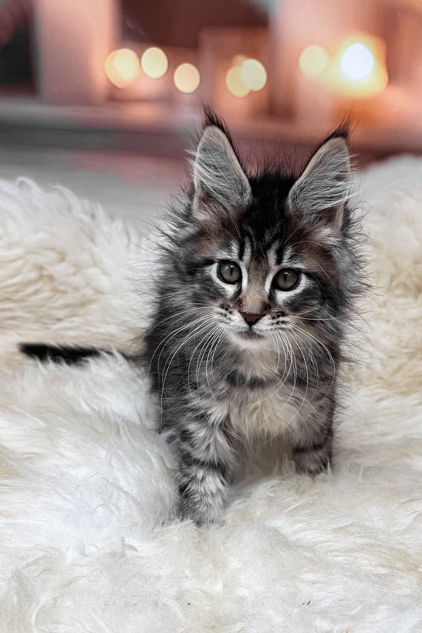 Mikki | Maine Coon Kitten