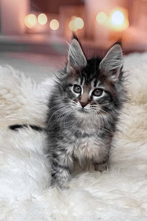 Mikki | Maine Coon Kitten