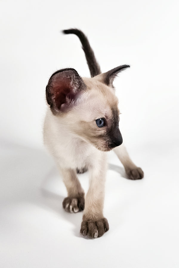 Milana | Oriental Shorthair Kitten