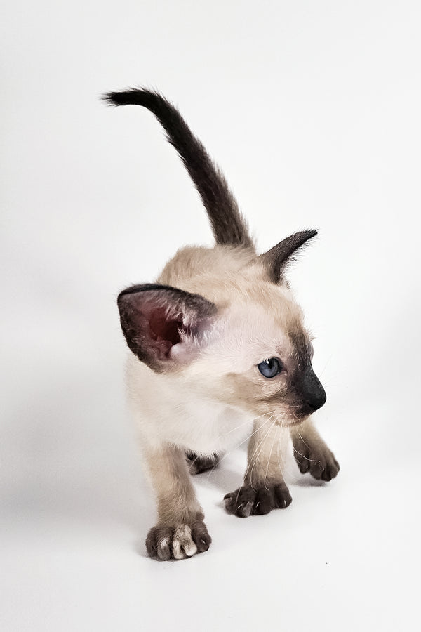 Milana | Oriental Shorthair Kitten
