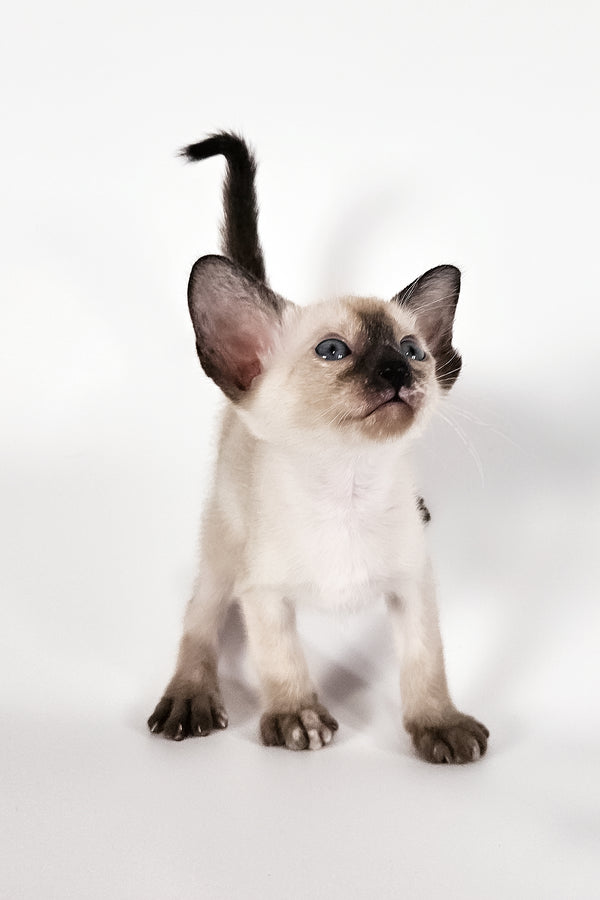 Milana | Oriental Shorthair Kitten