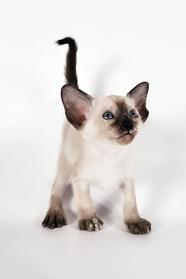 Milana | Oriental Shorthair Kitten