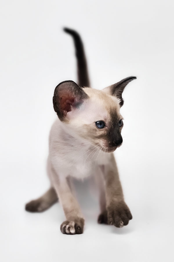 Milana | Oriental Shorthair Kitten