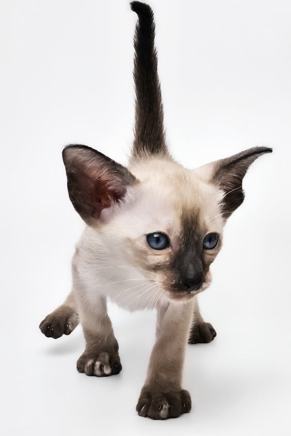 Milana | Oriental Shorthair Kitten