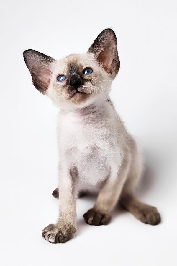 Milana | Oriental Shorthair Kitten