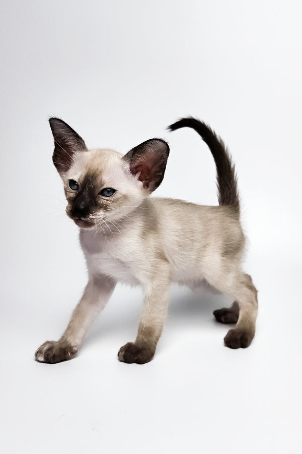 Milana | Oriental Shorthair Kitten