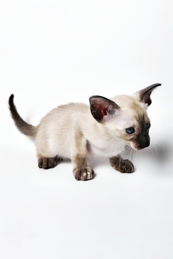 Milana | Oriental Shorthair Kitten