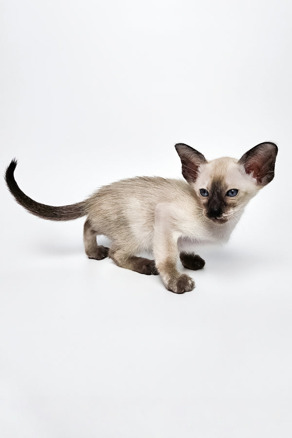 Milana | Oriental Shorthair Kitten