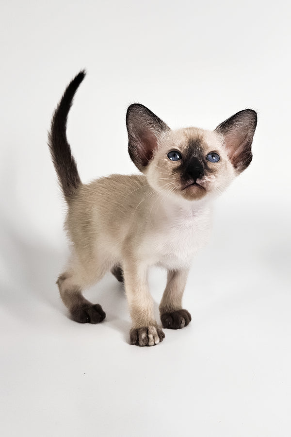 Milana | Oriental Shorthair Kitten